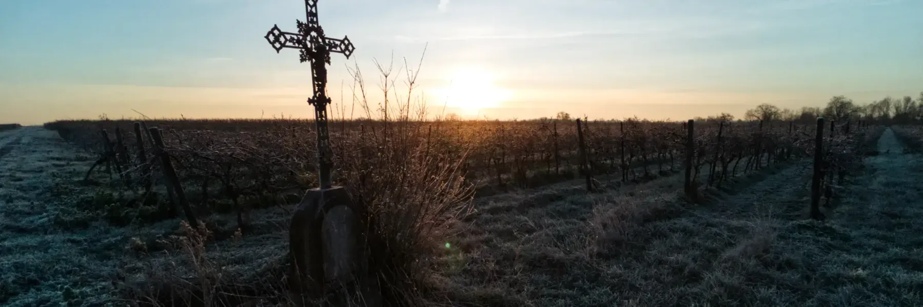 Bild Sonnenaufgang im Weinberg