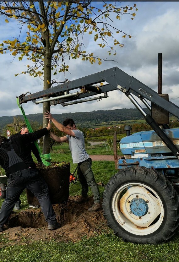 Baumpflanzchallenge 2025 Niederkirchen