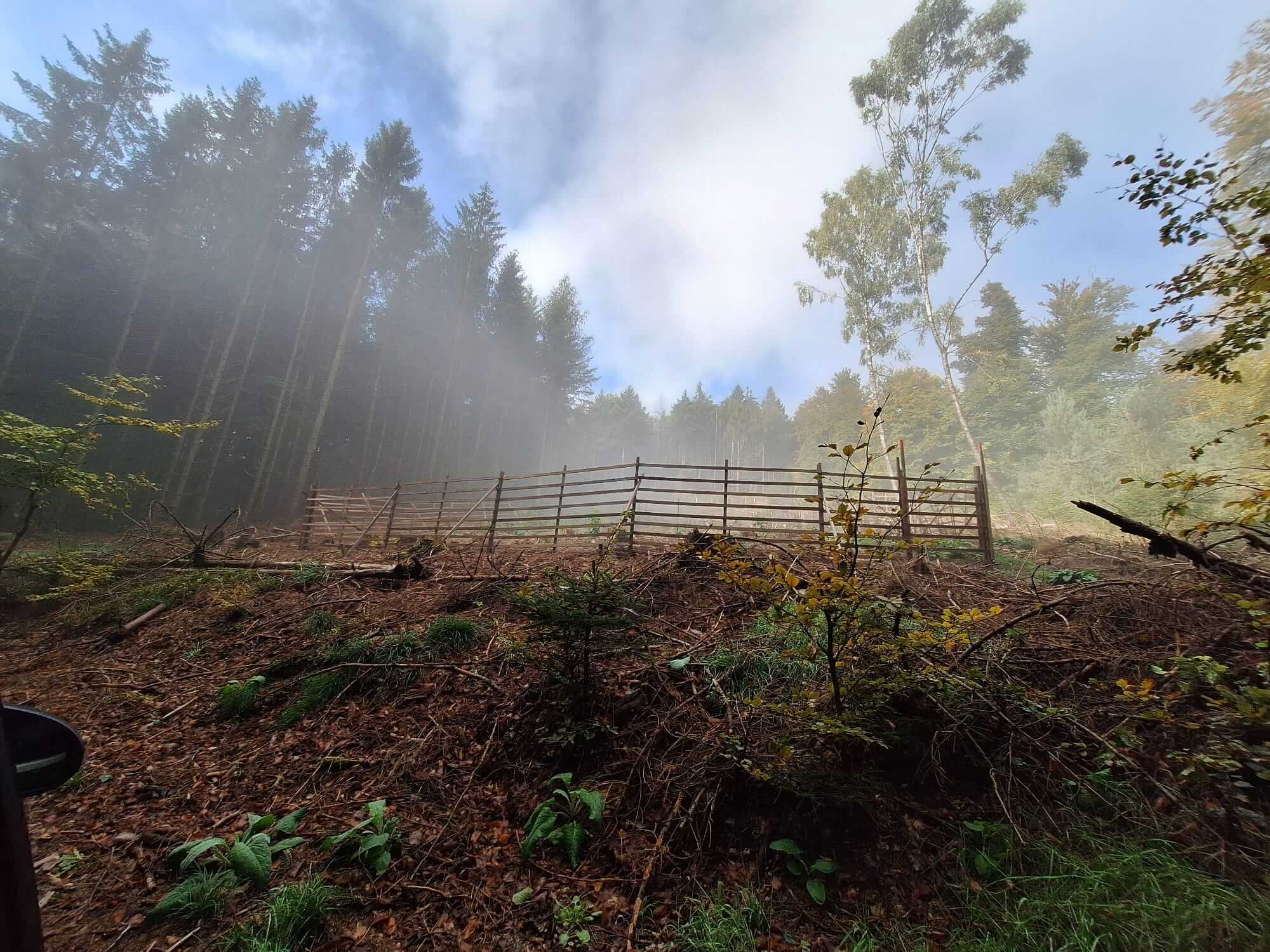 Planzaktion Jubiläumswald Niederkirchen Forstzweckverband Mittelhaardt