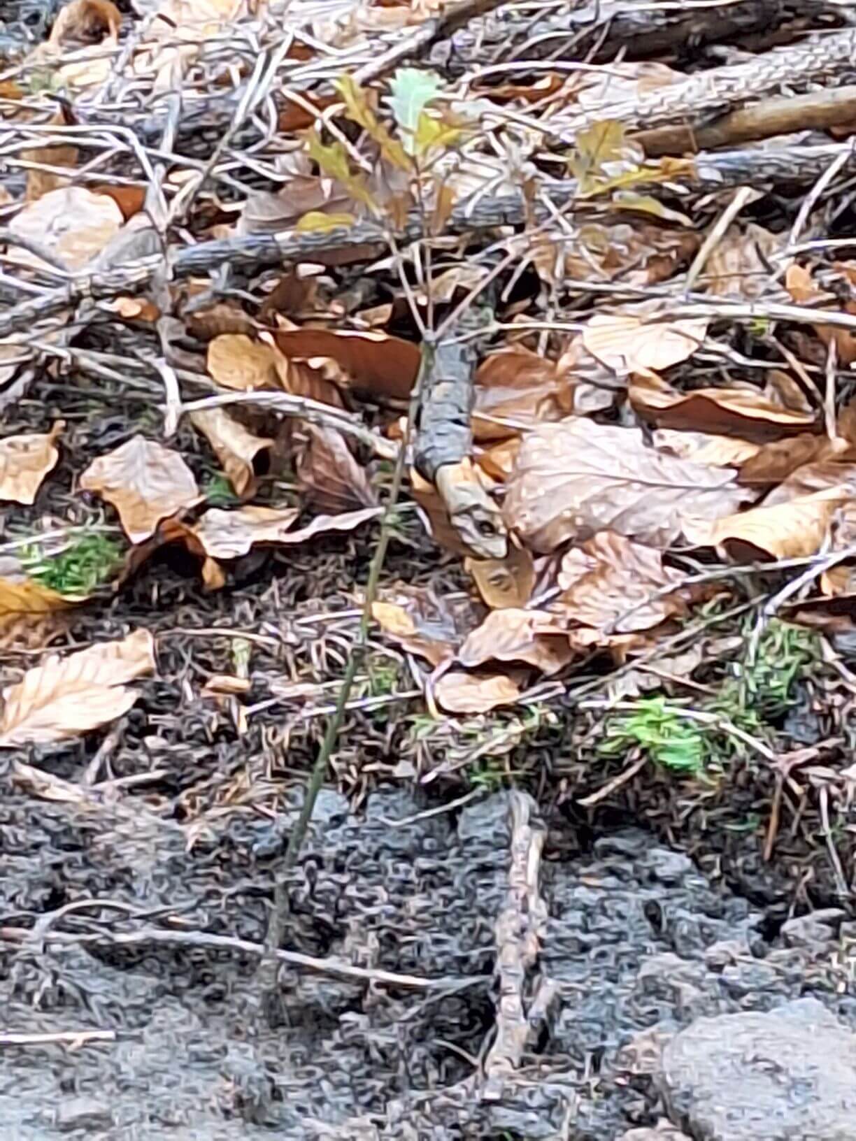Planzaktion Jubiläumswald Niederkirchen Forstzweckverband Mittelhaardt